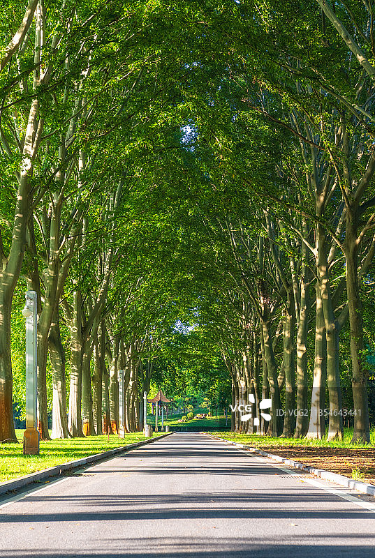 河南郑州黄河迎宾馆原河南省委第三招待所法国梧桐夏季林荫大道图片素材