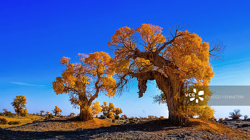 新疆塔克拉玛干沙漠。胡杨之秋图片素材