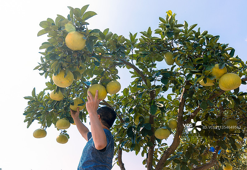 柚子丰收时节图片素材