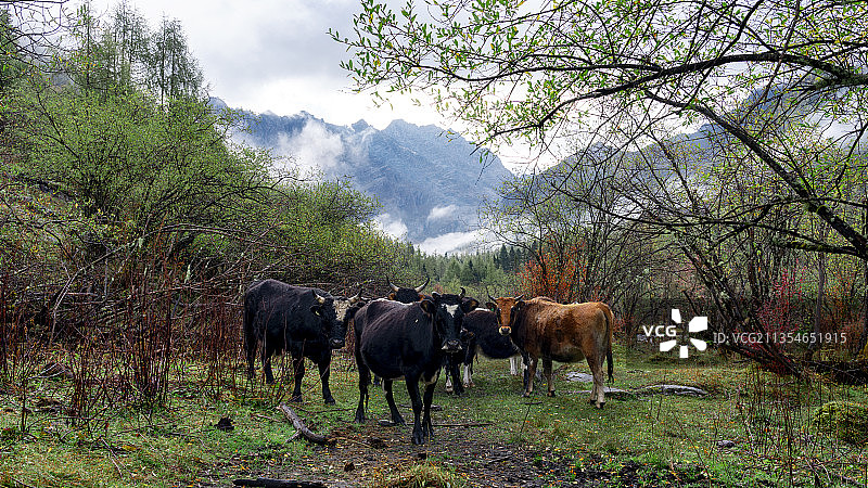 山下牛群图片素材