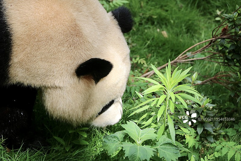 大熊猫国家公园图片素材