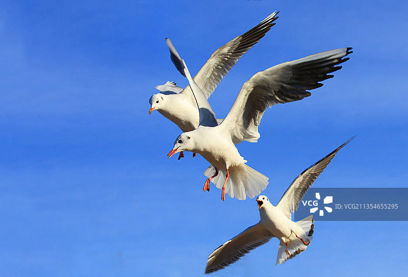 滇池鸟儿扑食来图片素材