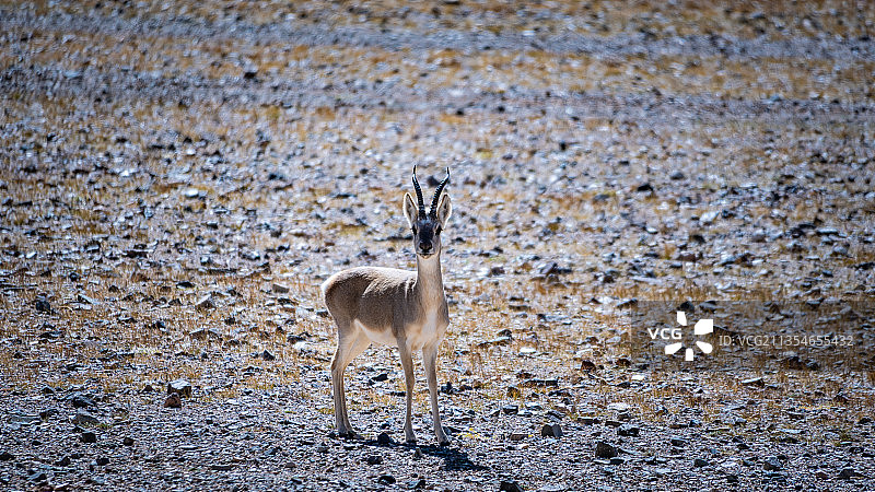 偶遇藏羚羊Tibetan antelope图片素材