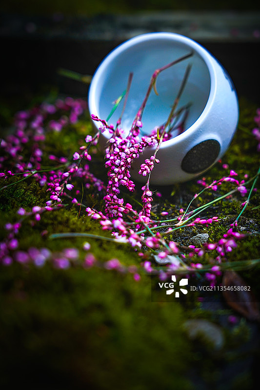 一杯小花图片素材