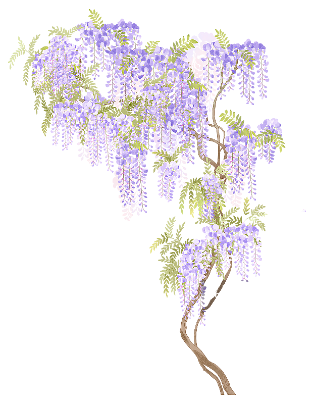 盛开的紫藤花插画图片素材
