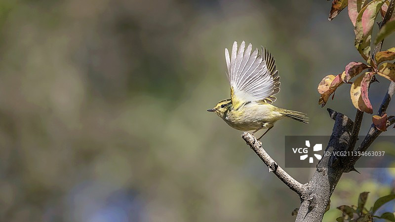 黄腰柳莺图片素材