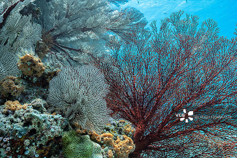 多彩的西沙海底图片素材