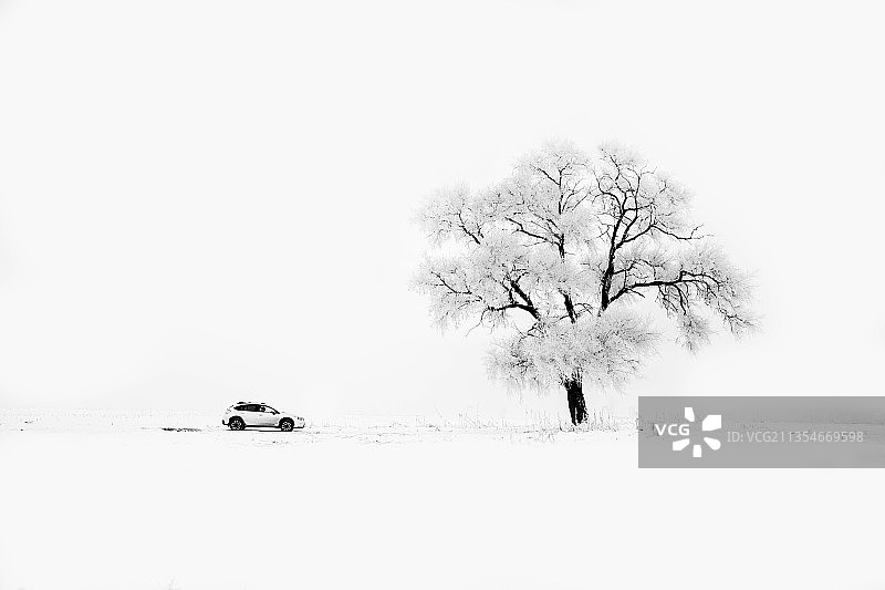 吉林雾凇岛雪景下的树木图片素材