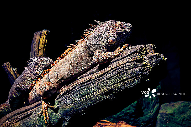 热带蜥蜴变色龙特写图片素材