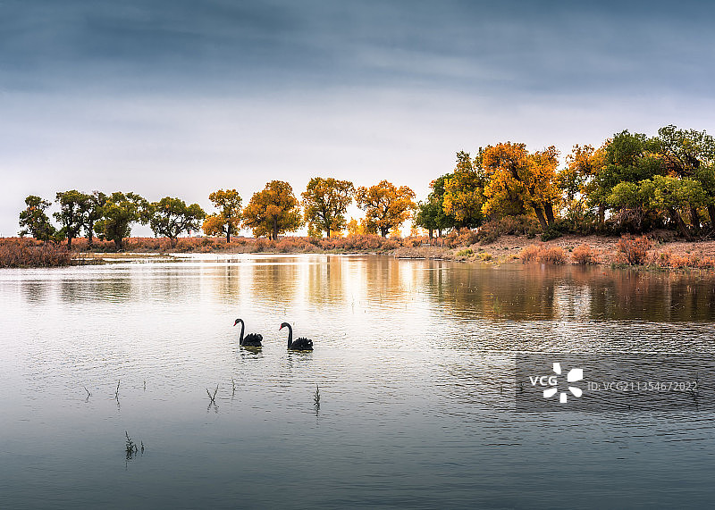 黑天鹅（黑城弱水胡杨林）图片素材