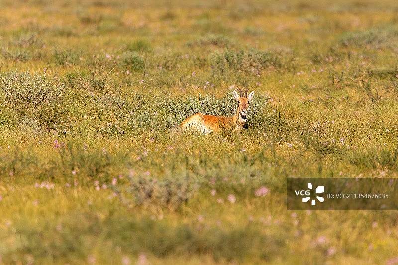 蒙古羚图片素材