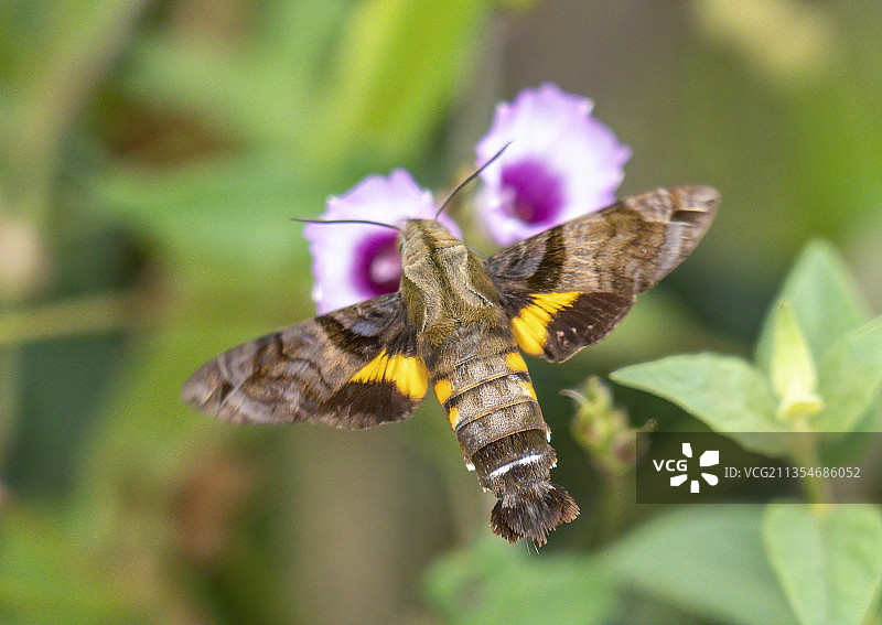 蜂鸟鹰蛾图片素材
