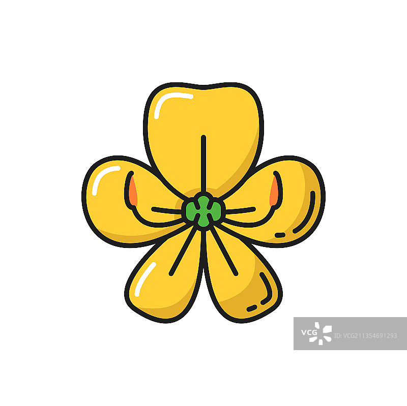 泰国国花金链花图片素材