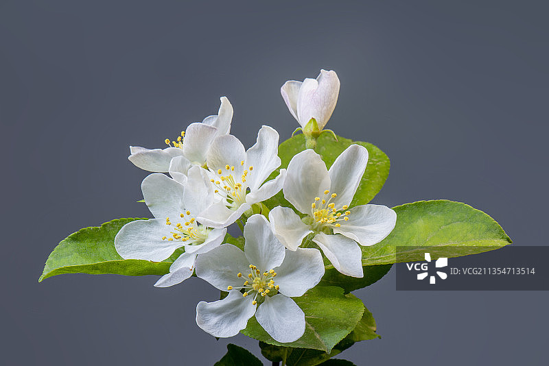 苹果花图片素材