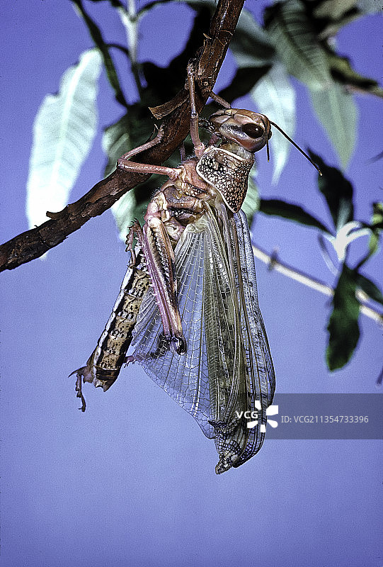沙漠蝗虫图片素材
