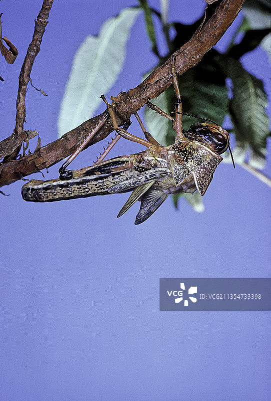 沙漠蝗虫 - 出现 3图片素材