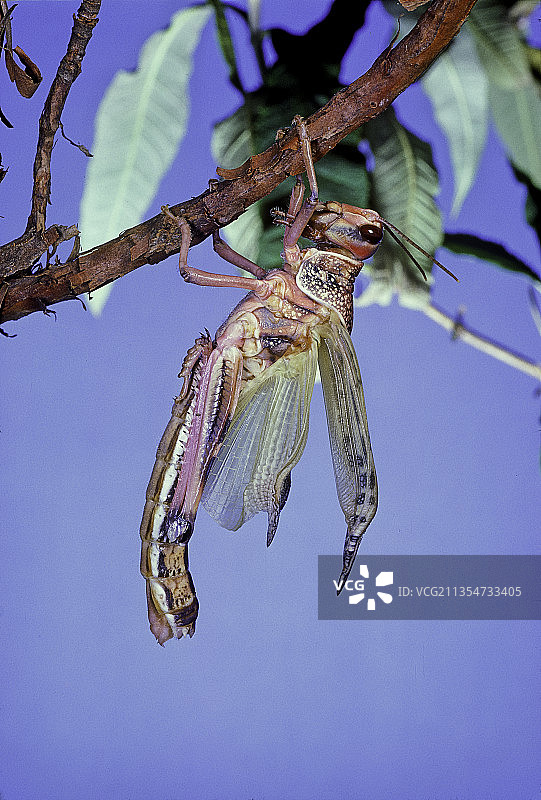 沙漠蝗虫图片素材