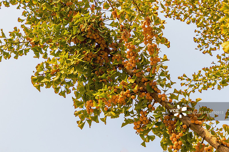 金玉满树--银杏果--6673图片素材