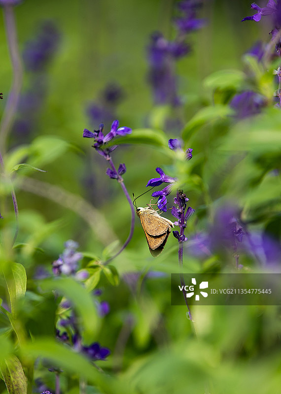 鼠尾草图片素材