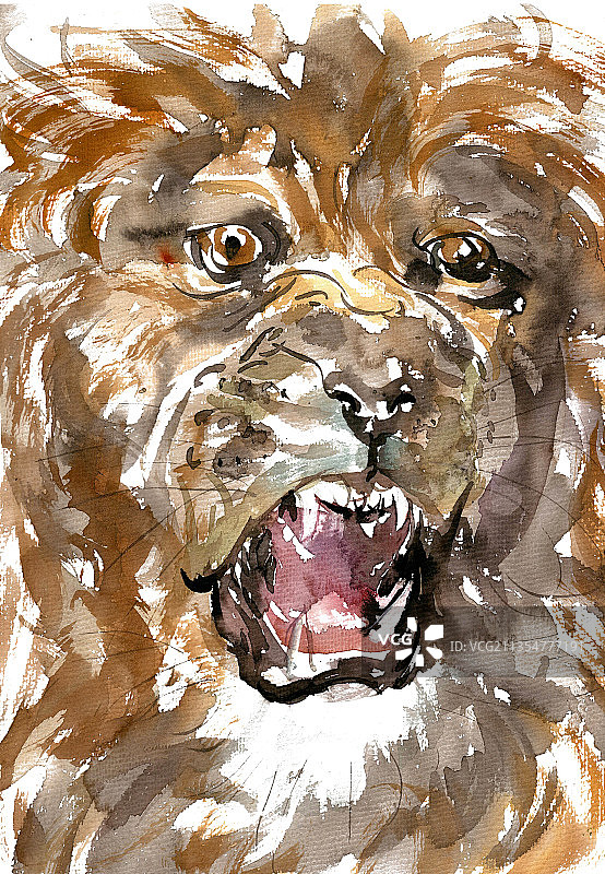 咆哮的雄狮图片素材