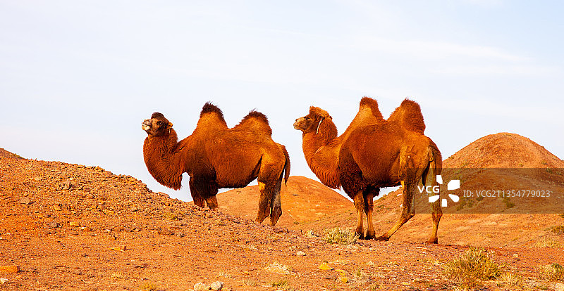 骆驼图片素材