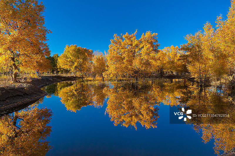 金塔胡杨图片素材