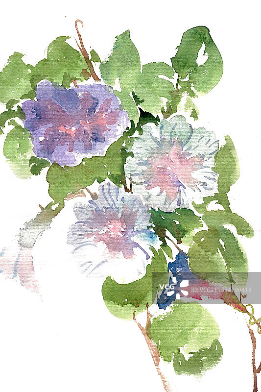 淡雅的喇叭花图片素材