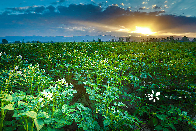 甘肃张掖田里的土豆开花了图片素材