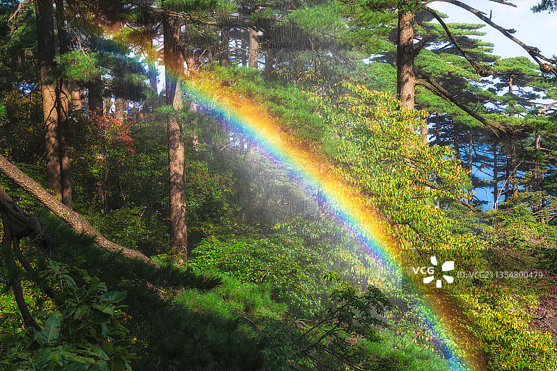 安徽黄山风景区雨后松树林里的彩虹图片素材