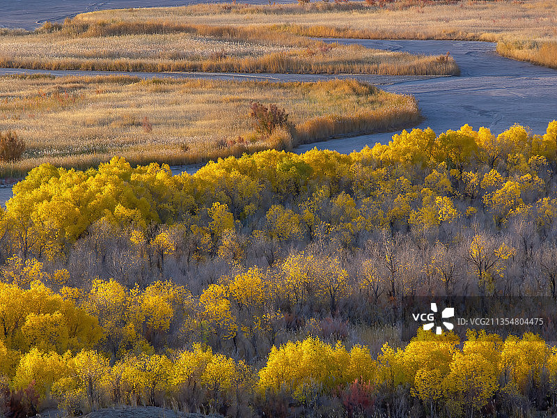 格尔木沙漠秋天的胡杨-托拉海河图片素材