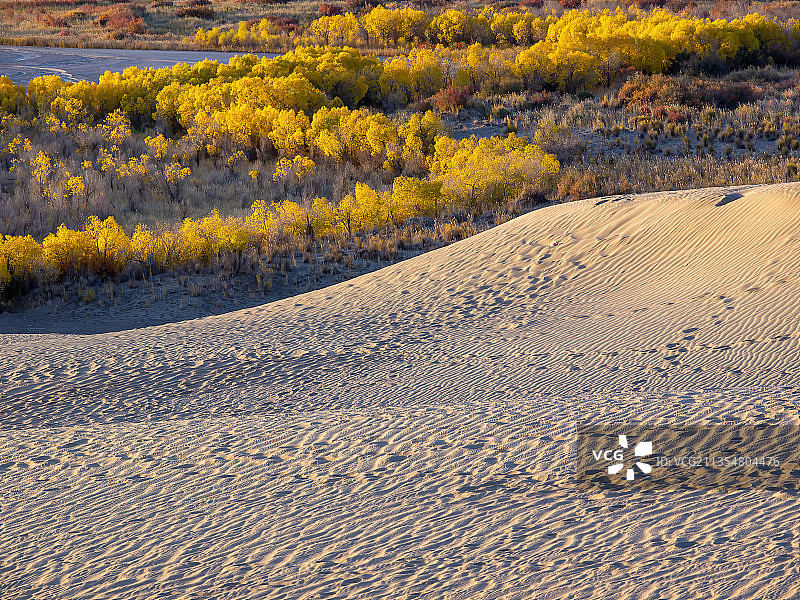 格尔木沙漠秋天的胡杨-托拉海河图片素材