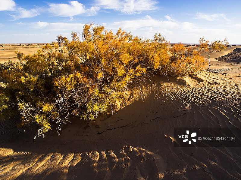 格尔木沙漠秋天的胡杨-托拉海河图片素材