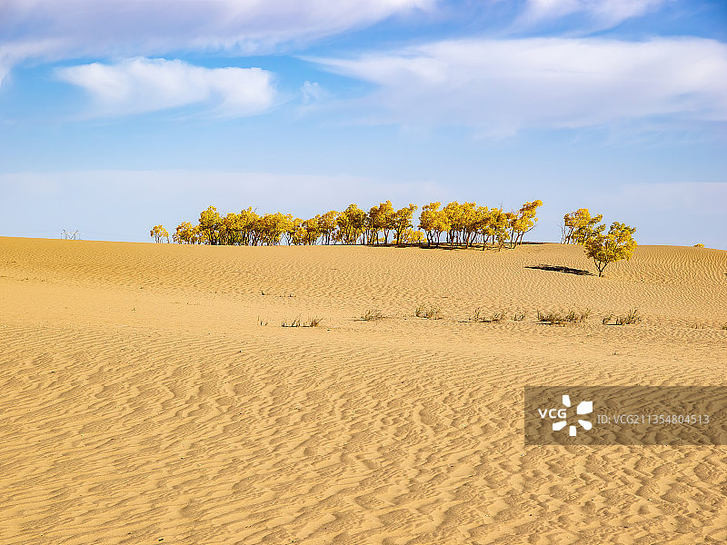 格尔木沙漠秋天的胡杨-托拉海河图片素材