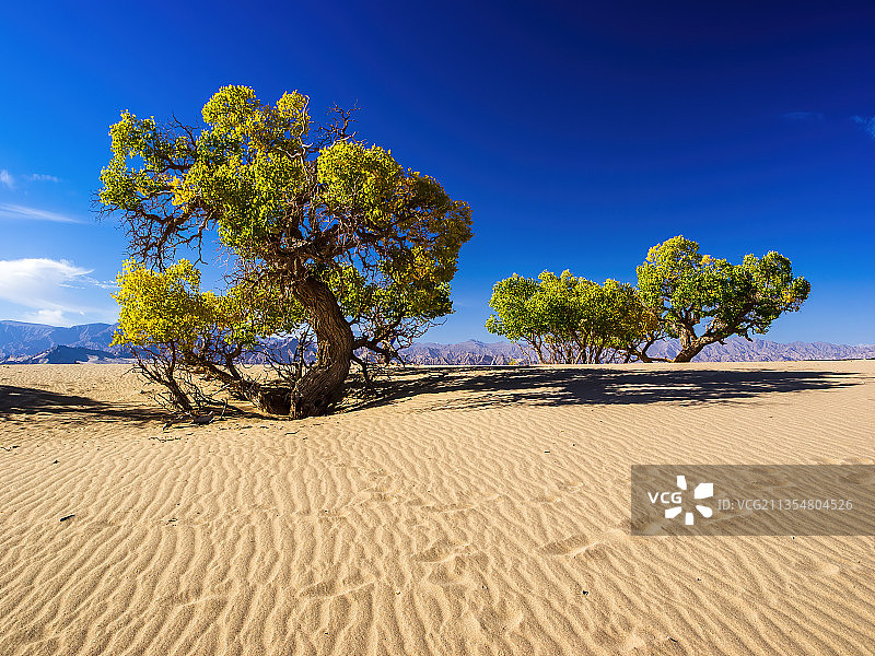 格尔木沙漠秋天的胡杨-托拉海河图片素材