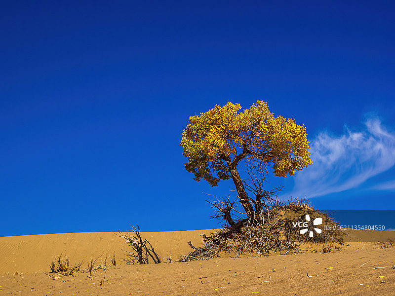 格尔木沙漠秋天的胡杨-托拉海河图片素材