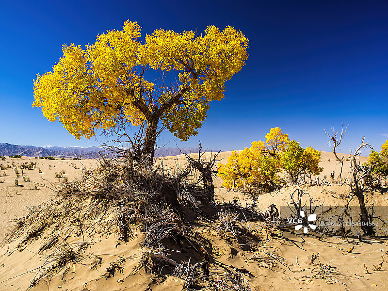 格尔木沙漠秋天的胡杨-托拉海河图片素材