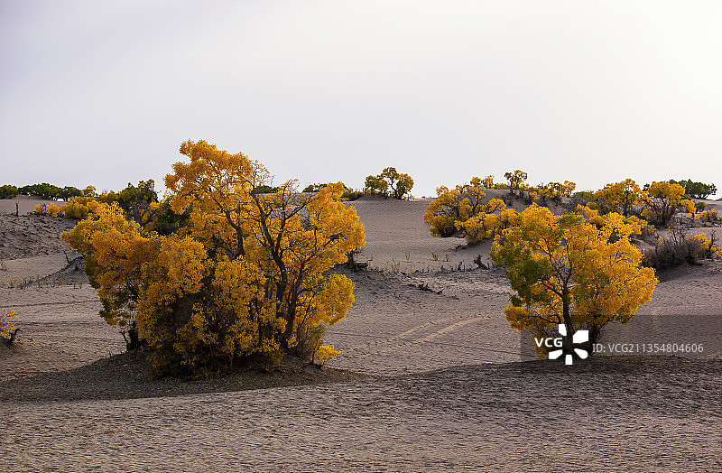 格尔木沙漠秋天的胡杨-托拉海河图片素材