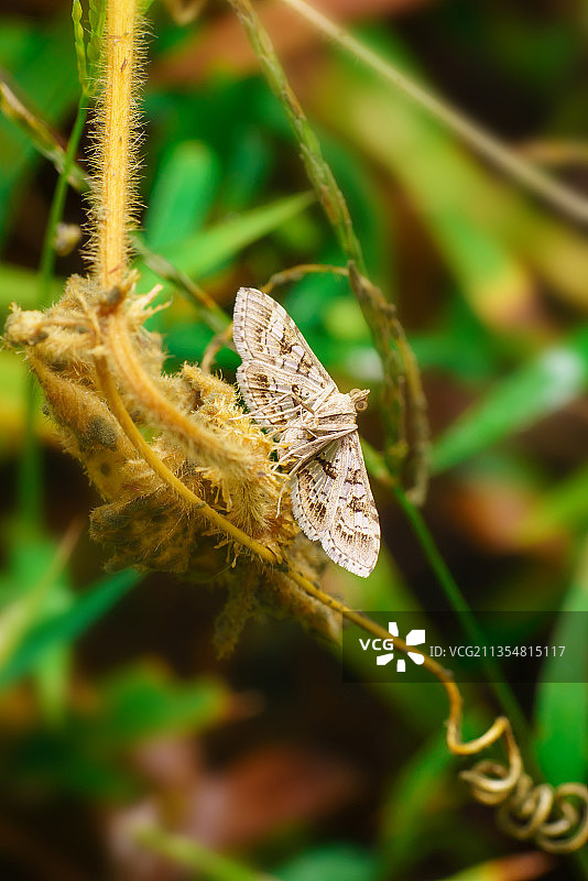 憩息的尺蛾图片素材