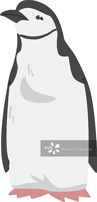 帽带企鹅，作为不会飞的水鸟图片素材