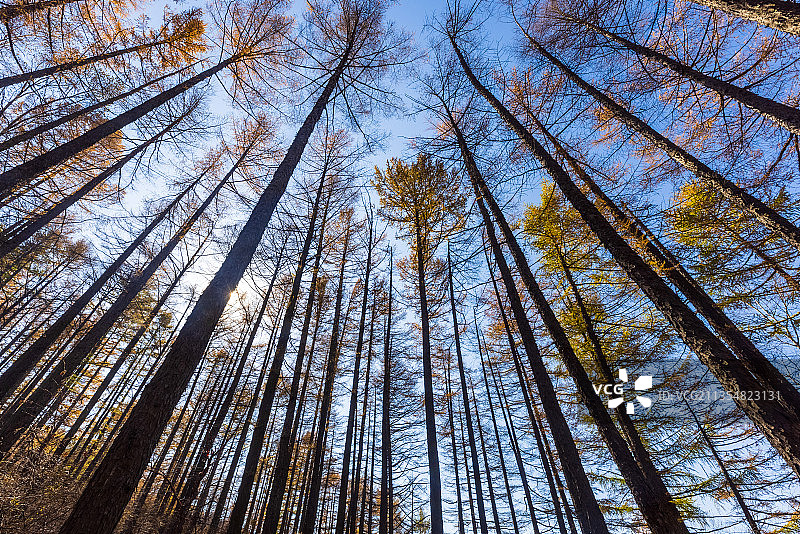 河北灵寿五岳寨秋色图片素材
