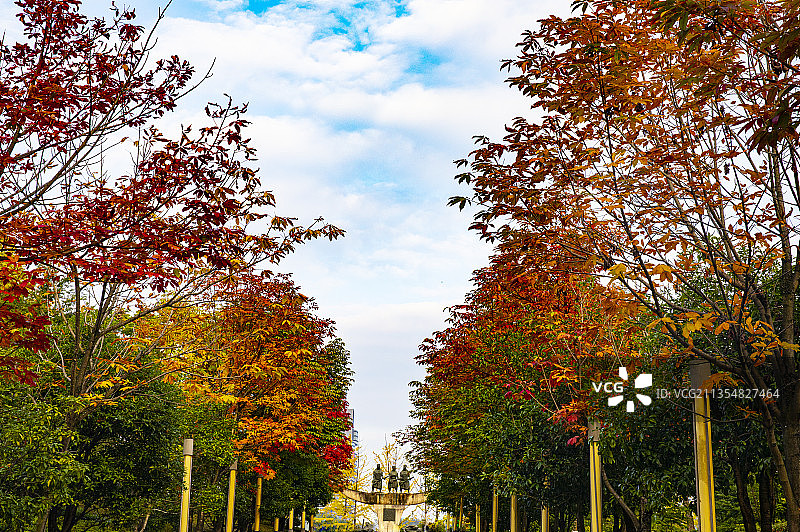 中国贵州贵阳市观山湖区观山湖公园的红叶--观山湖公园的黄金大图片素材