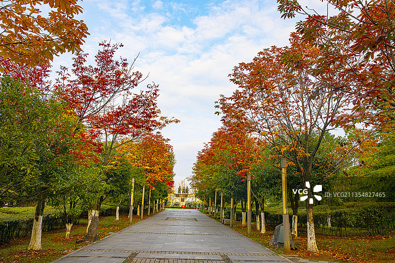 中国贵州贵阳市观山湖区观山湖公园的红叶--观山湖公园的黄金大图片素材