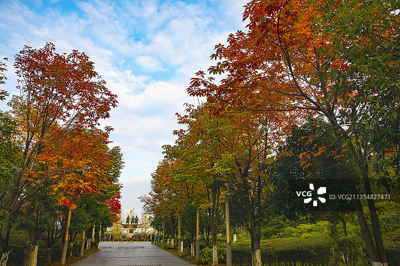 中国贵州贵阳市观山湖区观山湖公园的红叶--观山湖公园的黄金大图片素材