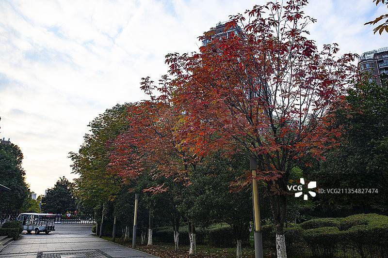 中国贵州贵阳市观山湖区观山湖公园的红叶--观山湖公园的黄金大图片素材