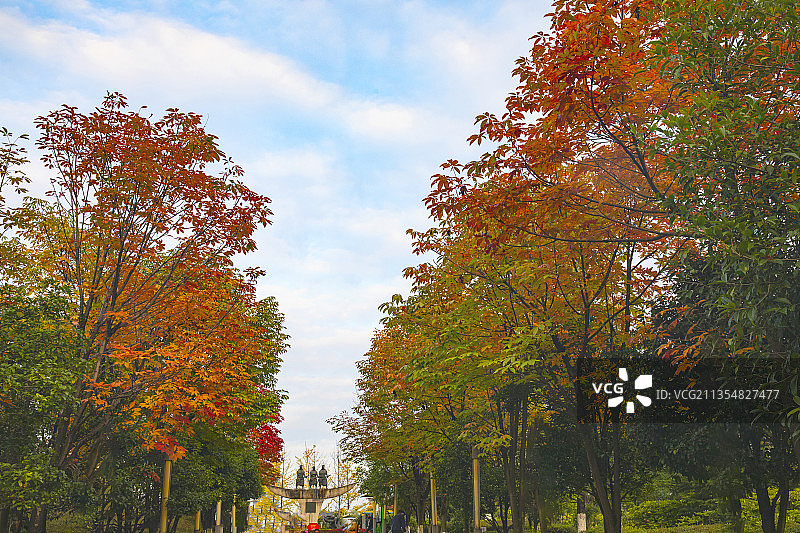 中国贵州贵阳市观山湖区观山湖公园的红叶--观山湖公园的黄金大图片素材