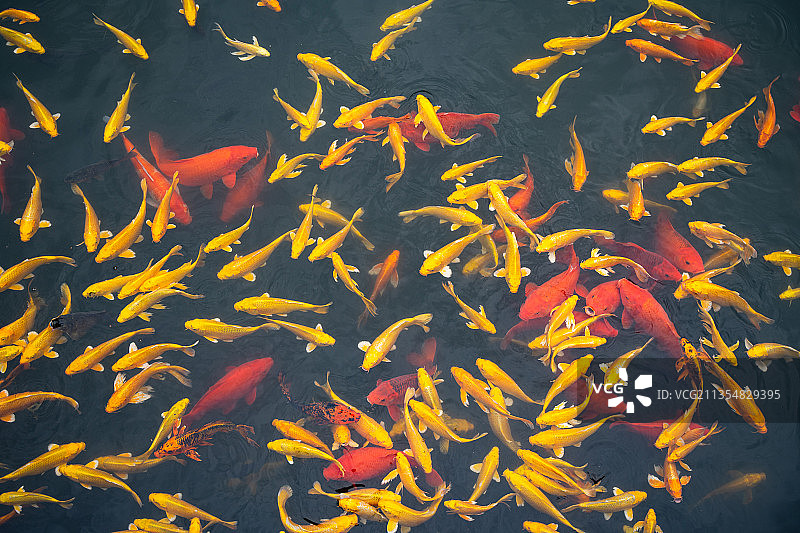 金鱼锦鲤鱼群在水面游动图片素材