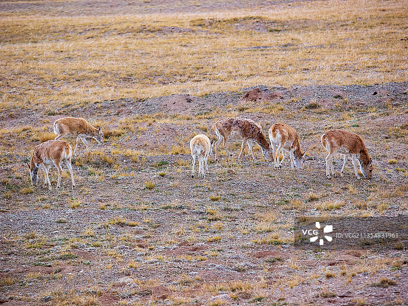 可可西里-昆仑山下-藏野驴-藏羚羊图片素材