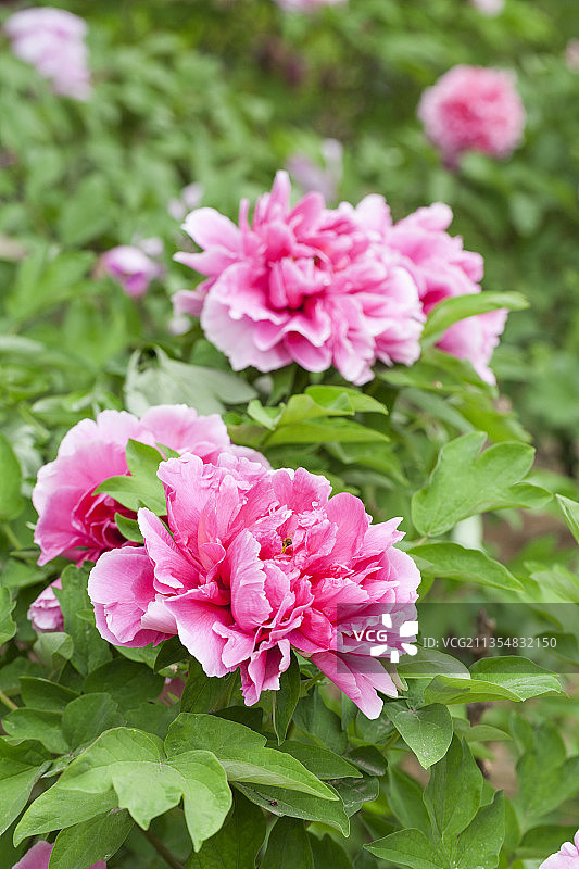 春天植物园绽放的牡丹花图片素材