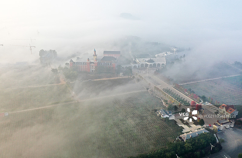 平流雾笼罩下的山东枣庄山亭区汉诺葡萄庄园美景图片素材