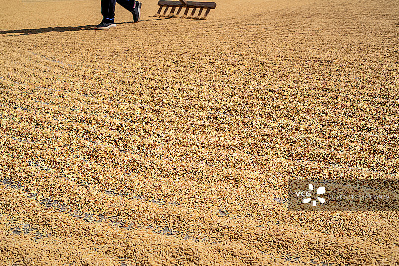 秋天晒稻谷图片素材